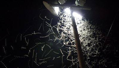 Swarming termites return to Louisiana. Here's how to keep pests away from your house.