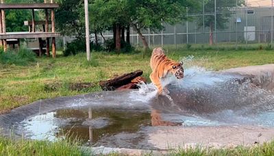 De la desolación a la esperanza: así viven ahora animales rescatados de un zoológico clandestino en Canadá