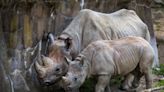 'Dose of dirt': Cincinnati Zoo researchers debunk myth of rhino horns' medicinal value