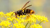 Expert shares three easy ways to keep wasps away from your home this summer