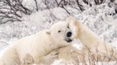 Opinion: What climate alarmism about polar bears gets wrong