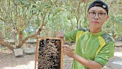 蜜蜂也敢惹！疣胸琉璃蟻橫行 彰化八卦山養蜂場首傳「蟻災」