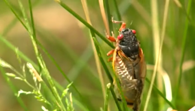 What happens if your pets eat cicadas?