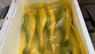 大尾黃魚價曾飆到數十萬 金門搶釣「海上黃金」