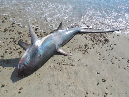 Dead thresher shark found on Duxbury beach - The Boston Globe