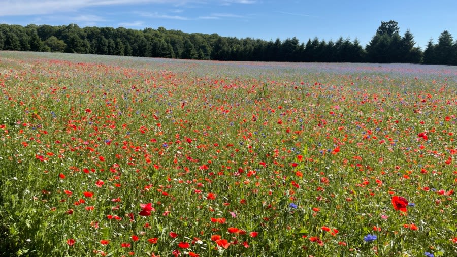 Memorial poppy field blooming in Fennville