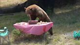 En video: osos destrozan un campamento simulado en un zoológico