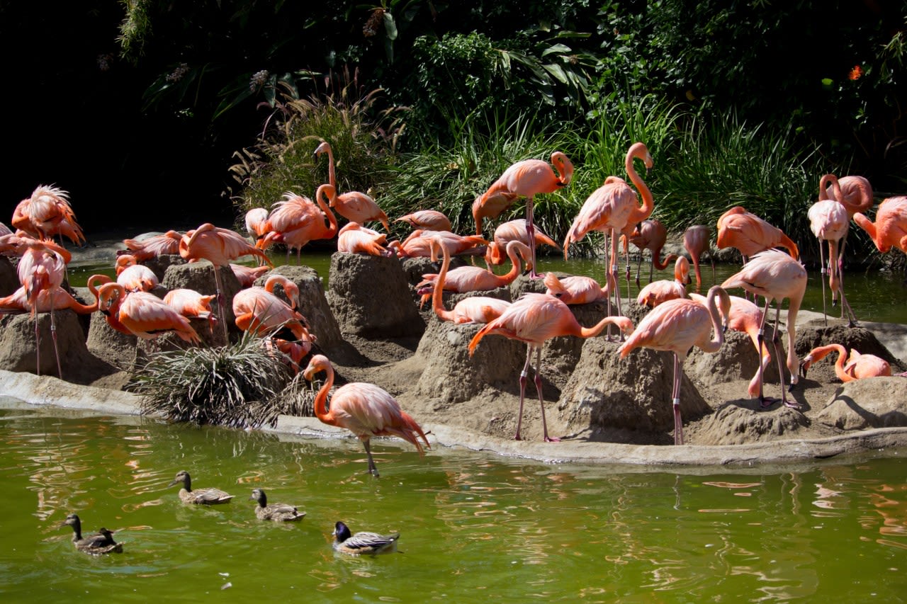 Experience the San Diego Zoo after dark all summer long