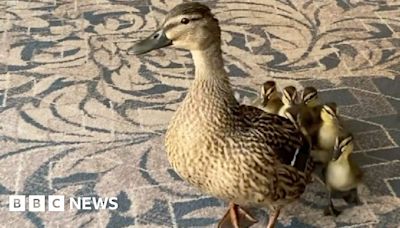 Duck family march to safety at Hardwick Hall