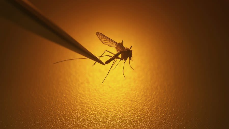 Dengue fever cases are rising in the US: What is it?