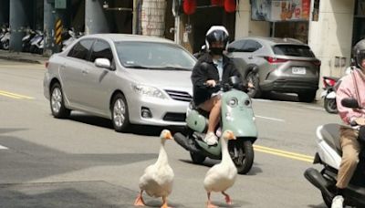 2隻肥鵝未牽繩在車道上逛大街！飼主嗆：出車禍我負責 | 蕃新聞