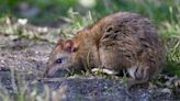 Rats won't go in your garden if you grow 3 plants they find repulsive