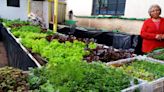 La agricultura urbana como respuesta al crecimiento desmedido de las ciudades, caso localidad de Kennedy, Bogotá | Blogs El Espectador
