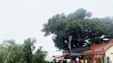 不堪豪雨轟炸！屏東萬丹鄉二百年老榕樹倒地
