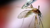 Mosquitoes test positive for West Nile Virus in Milwaukee. How to stay safe.