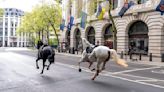 Cinco caballos militares se escapan por el centro de Londres, hieren a 4 personas y desatan el caos