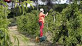 La campaña de la fruta espera recoger unos 600 millones de kilos en Aragón