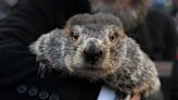 Punxsutawney Phil: Famous groundhog's age and children revealed