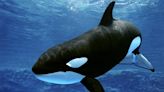 Orca ship attacks spark new danger map and safety guidelines