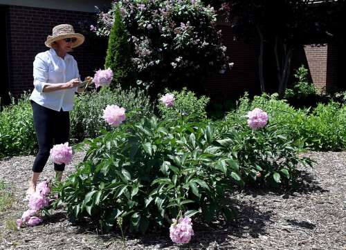 Fighting the ‘insect apocalypse’ plant by plant