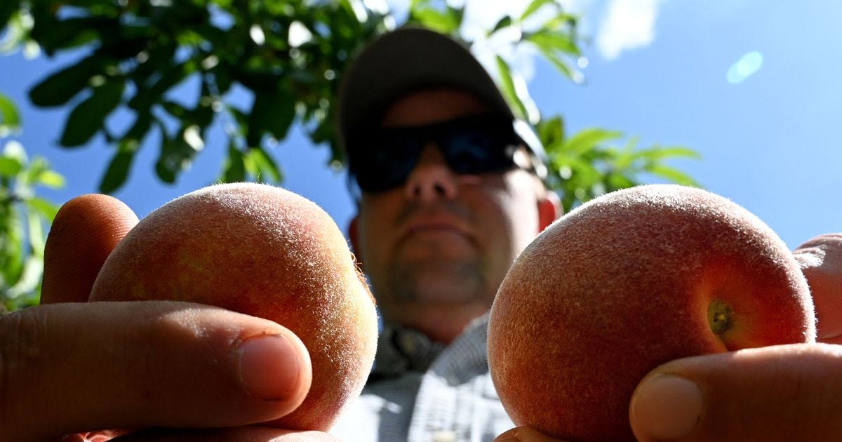 A.M. ATL: The peaches are prolific