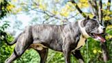 La increíble historia del perro Pampa Argentino, una de las razas más emblemáticas