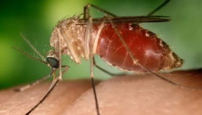 Mosquito da febre do oropouche está no país inteiro, alerta especialista