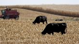 Cattle farmer who faces prison time is fined by DNR