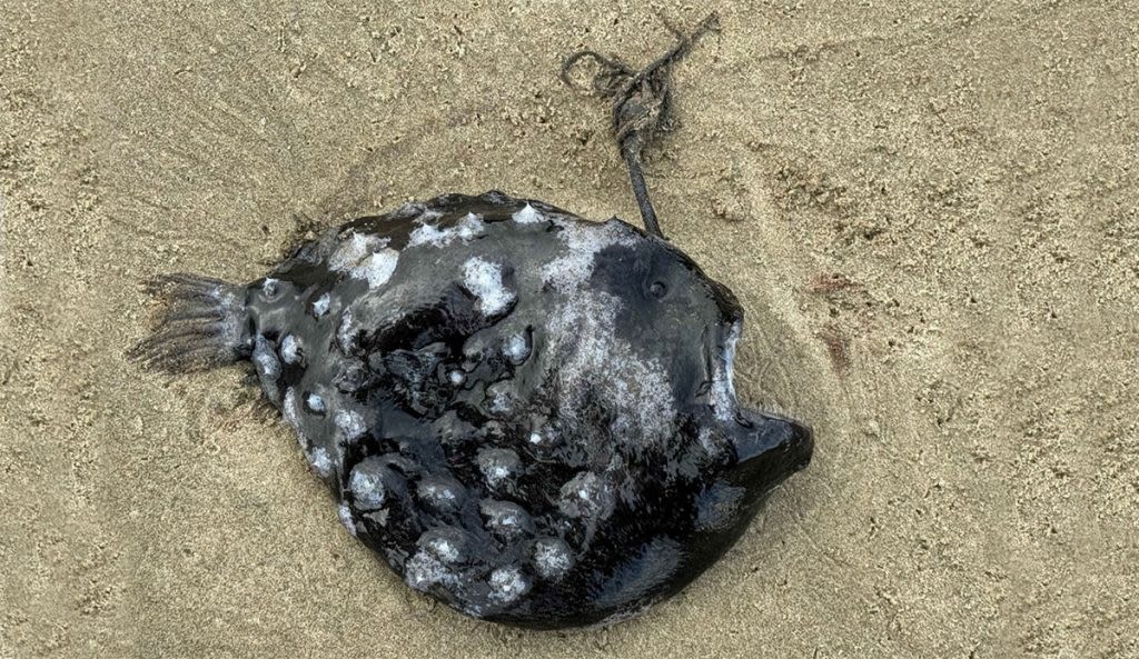 Super Rare Pacific Footballfish Washes Up on Cannon Beach, Oregon