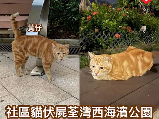 社區貓伏屍荃灣西海濱公園 急尋目擊者助緝兇 - 香港動物報 Hong Kong Animal Post