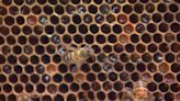 13th annual Honey Bee Festival bringing the buzz to Chesterfield County Fair Grounds