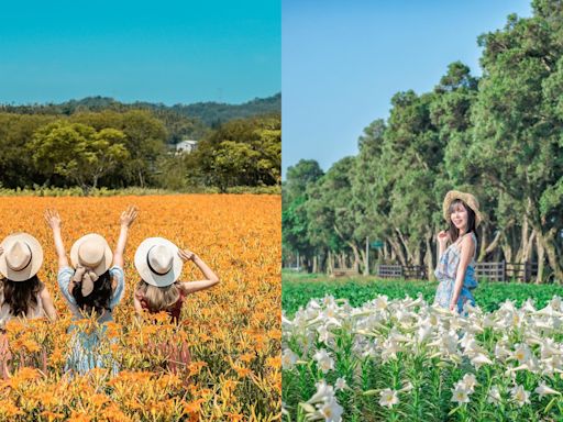 不只桐花似雪 平地金針花、鐵砲百合、繡球花、荷花！五月最美的花海旅遊路線快筆記