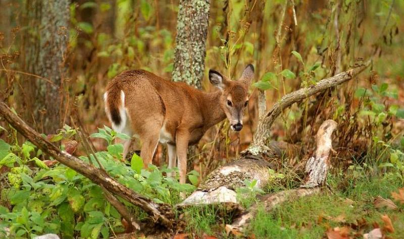 With 2 CWD-positive deer, California becomes 34th state to report fatal disease