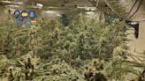 Dos detenidos por cultivar marihuana en una vivienda de Molina de Segura