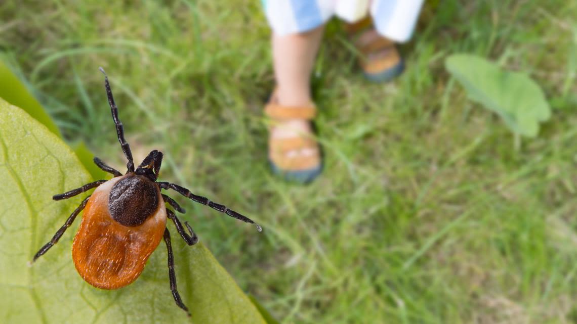 Tick season in Virginia: Commonwealth among U.S. states with highest rates of tick bites