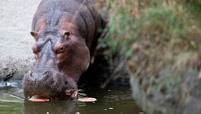 Woodland Park Zoo to euthanize beloved 45-year-old hippo