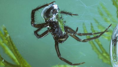 Nadan y giran: conozca a las arañas acuáticas