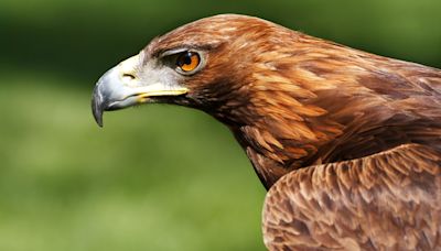 Police Save Young Eagle Sheltering Under SUV From Scorching Arizona Heat