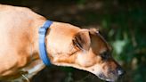 Is your dog at risk for T. cruzi infection, which can lead to heart problems and sudden death?
