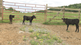 Telford couple’s cow births rare triplets