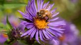 How to attract more bees to your garden