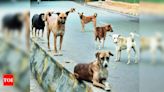 'Denied feeding, 26 stray dogs died', FIR against couple in Mumbai | Mumbai News - Times of India