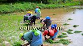 Udupi's paddy fields thrive amid rains, tradition meets modernity in agriculture