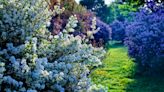 Early spring is the perfect time to plant lilacs – and here is why