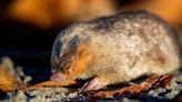 Genetistas hallan un topo dorado, uno de los animales más buscados del mundo