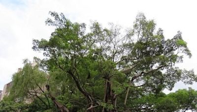大埔鐵路博物館及南灣泳灘兩古樹 將於下周一被移除