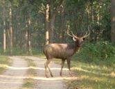 Valmiki National Park