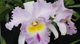 How to grow and care for orchids