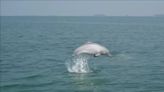 China hails sighting of extremely rare white dolphin pod as sign of improving water quality