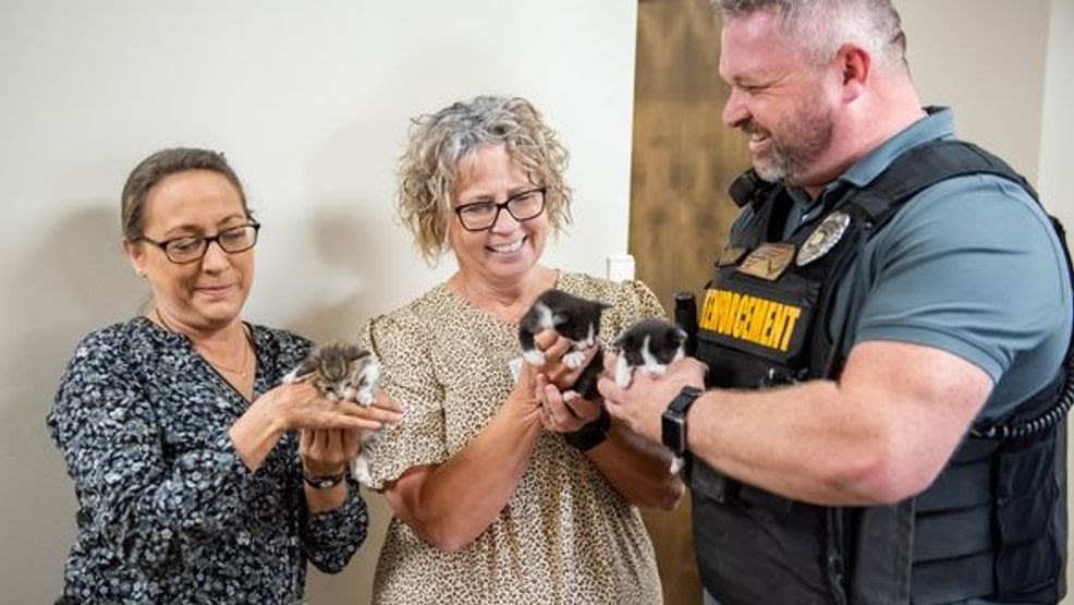 Rescued kittens visit Dorchester County Government office